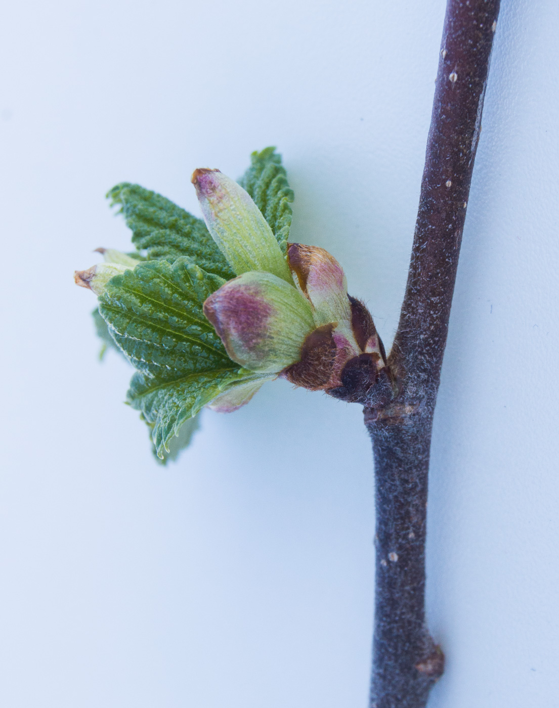 Image of Ulmus glabra specimen.