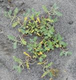 Astragalus ophiocarpus