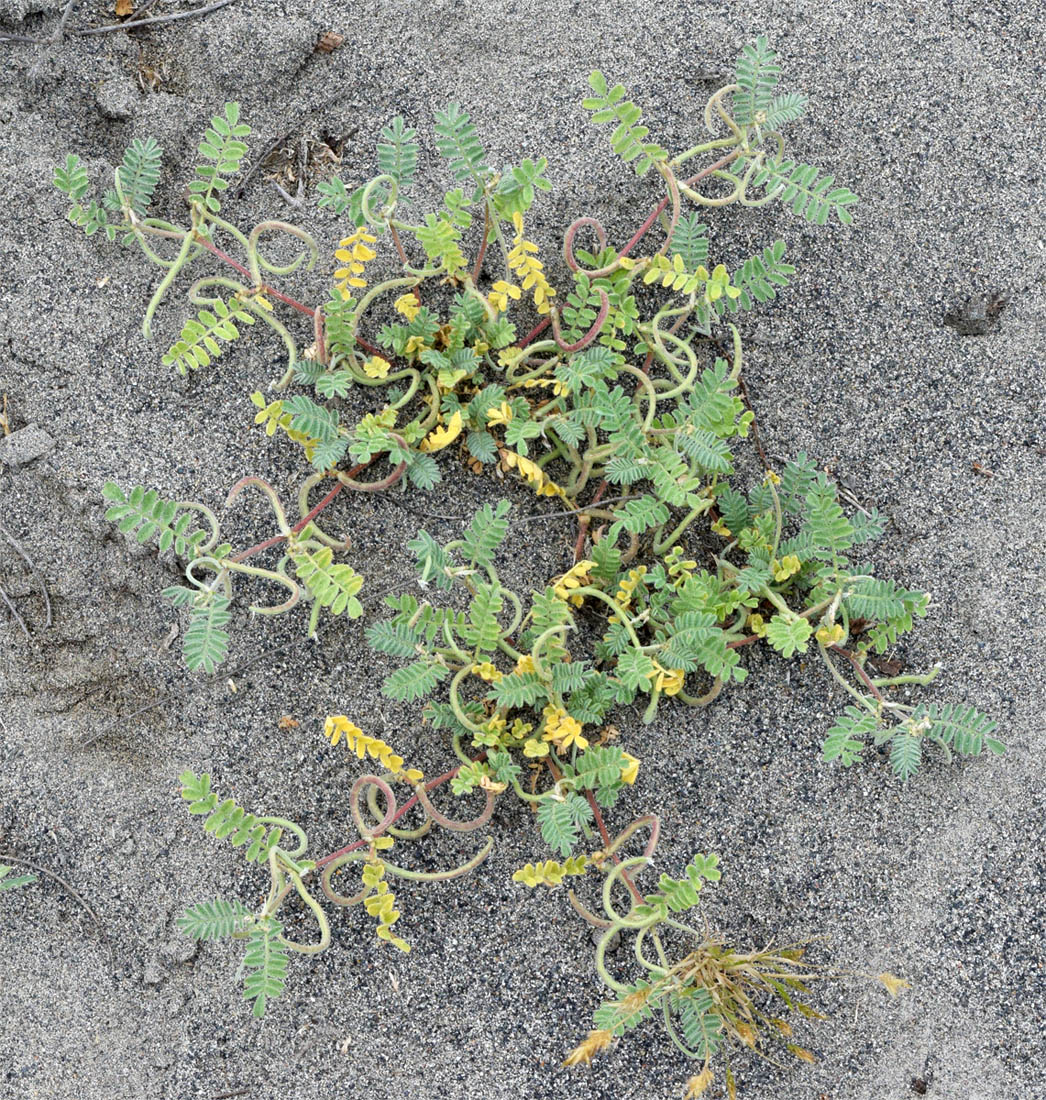 Изображение особи Astragalus ophiocarpus.