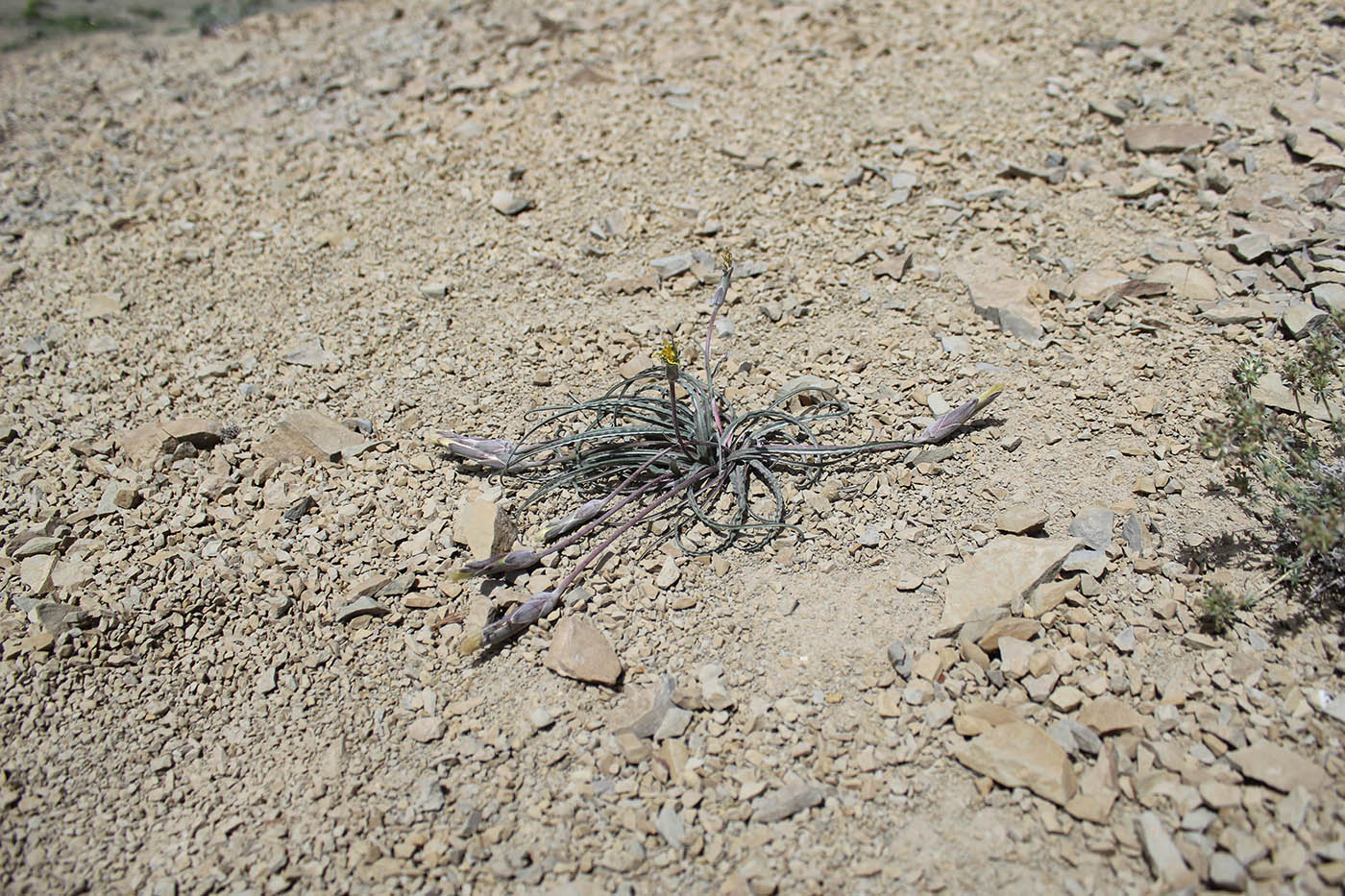 Image of Scorzonera raddeana specimen.