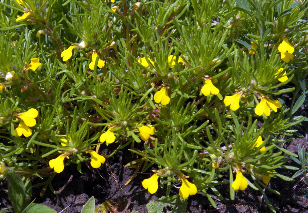 Image of Ajuga chia specimen.