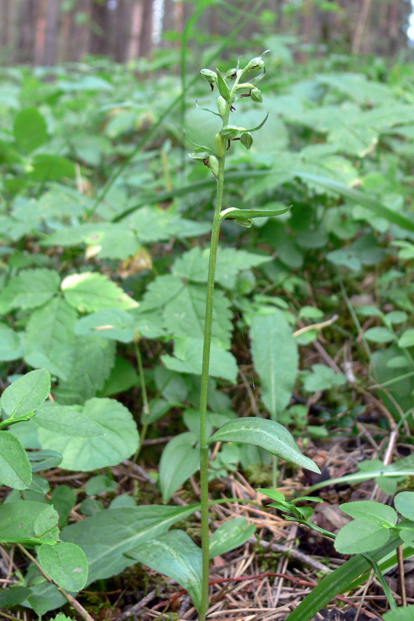 Image of Dactylorhiza viridis specimen.