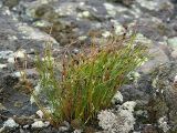 Juncus trifidus