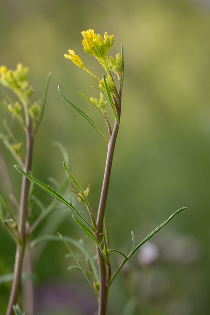 Image of Diplotaxis tenuifolia specimen.