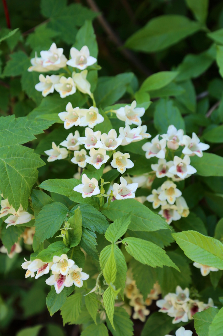 Image of Weigela middendorffiana specimen.