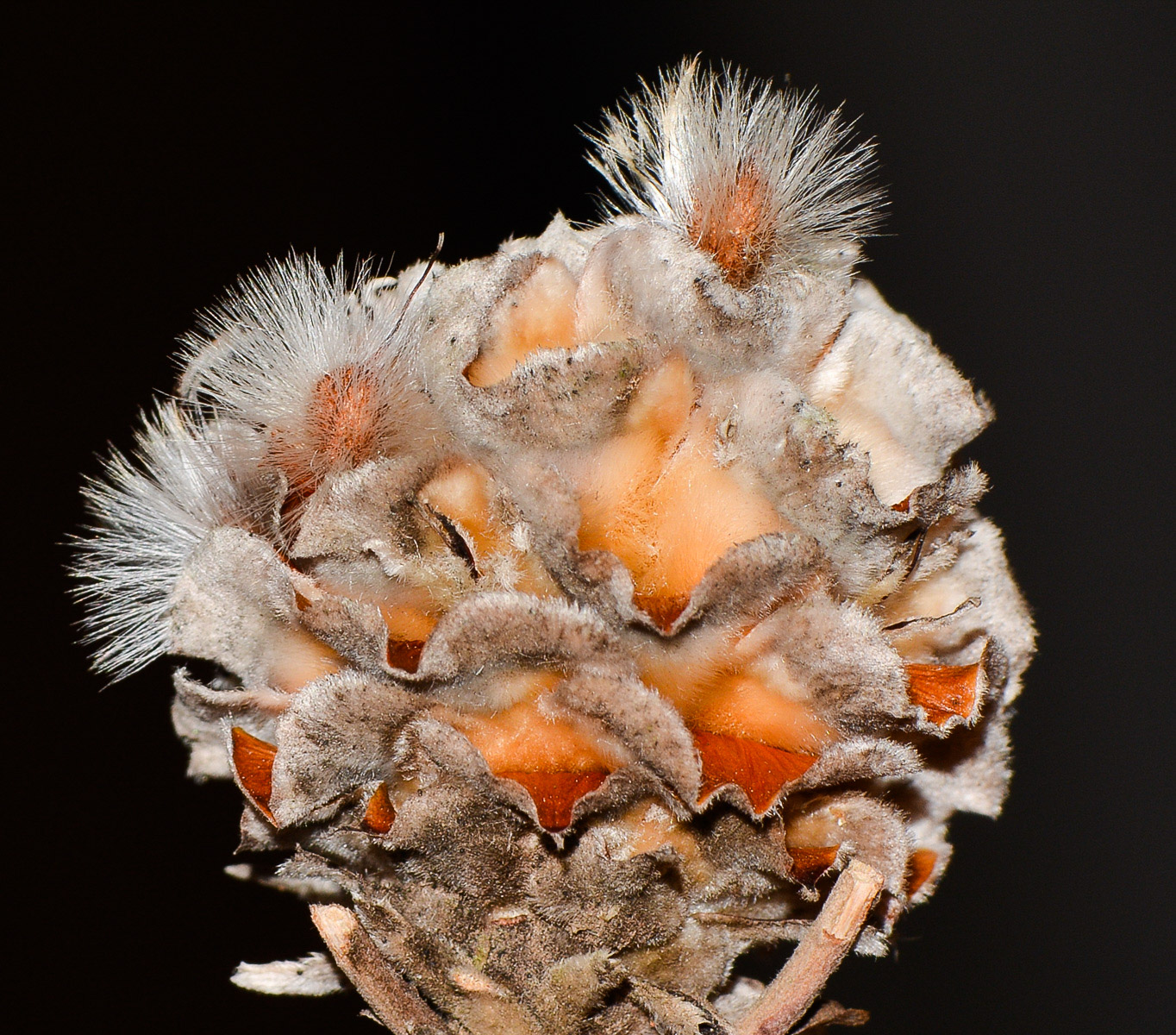 Image of Leucadendron galpinii specimen.