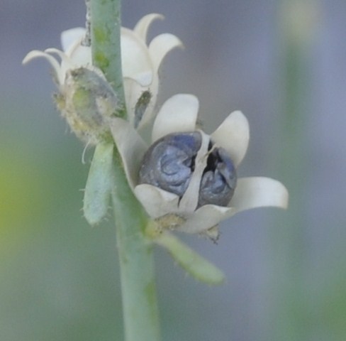 Изображение особи Linaria simplex.