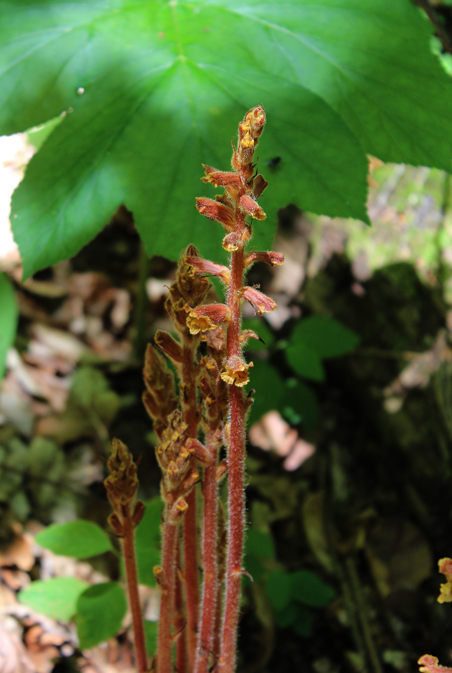 Image of Orobanche laxissima specimen.