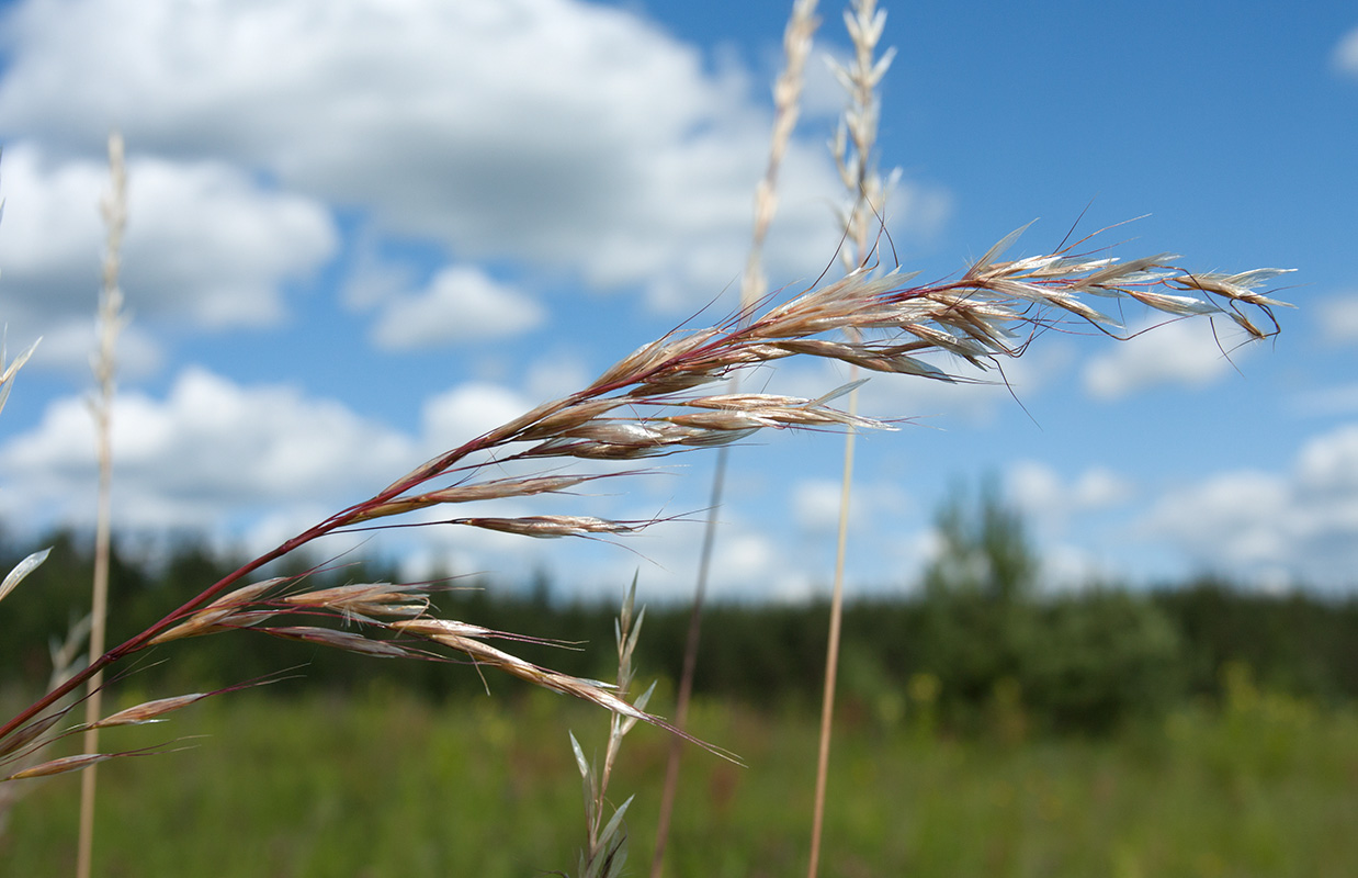 Изображение особи Helictotrichon pubescens.