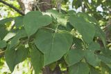 Catalpa bignonioides. Листья. Краснодарский край, г. Сочи, Хостинский р-н, Орлиные скалы, склон горы. 07.08.2017.