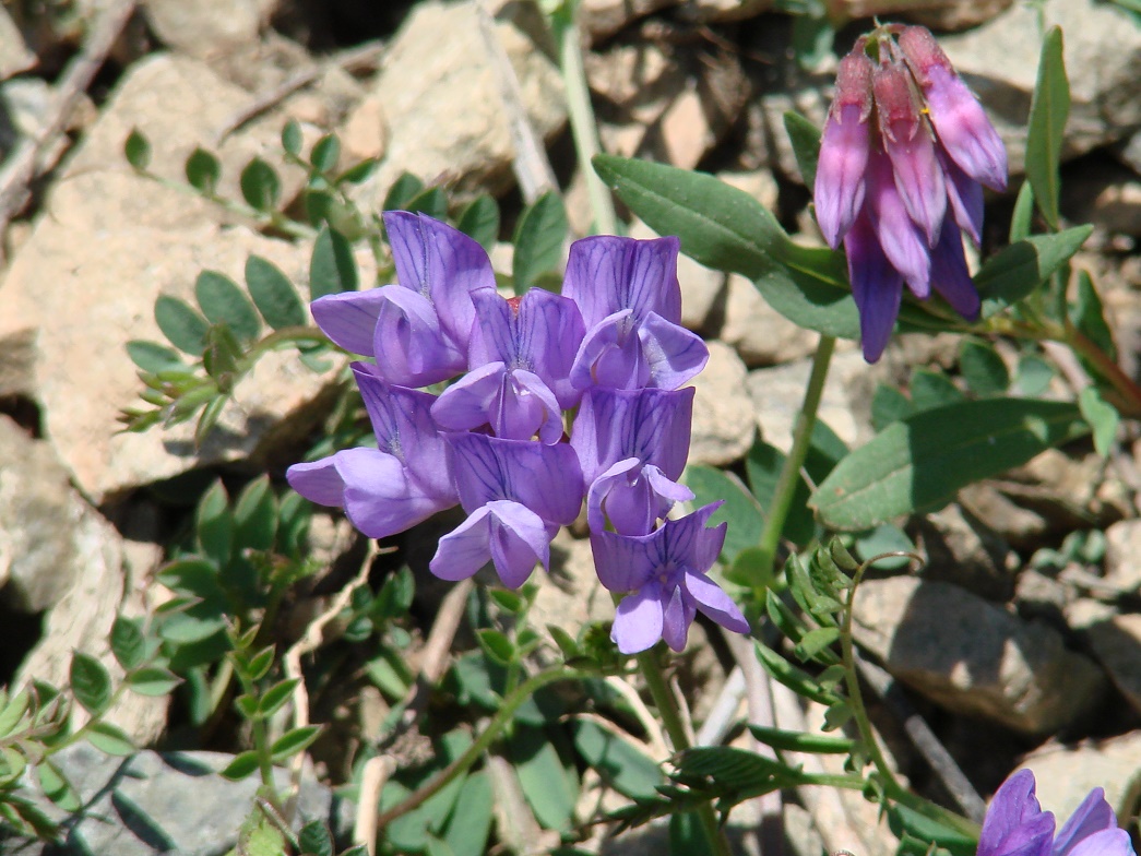 Image of Vicia olchonensis specimen.