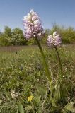 Orchis simia. Цветущие растения. Крым, Бахчисарайский р-н, поляна по дороге к Сюйреньской крепости. 07.05.2009.