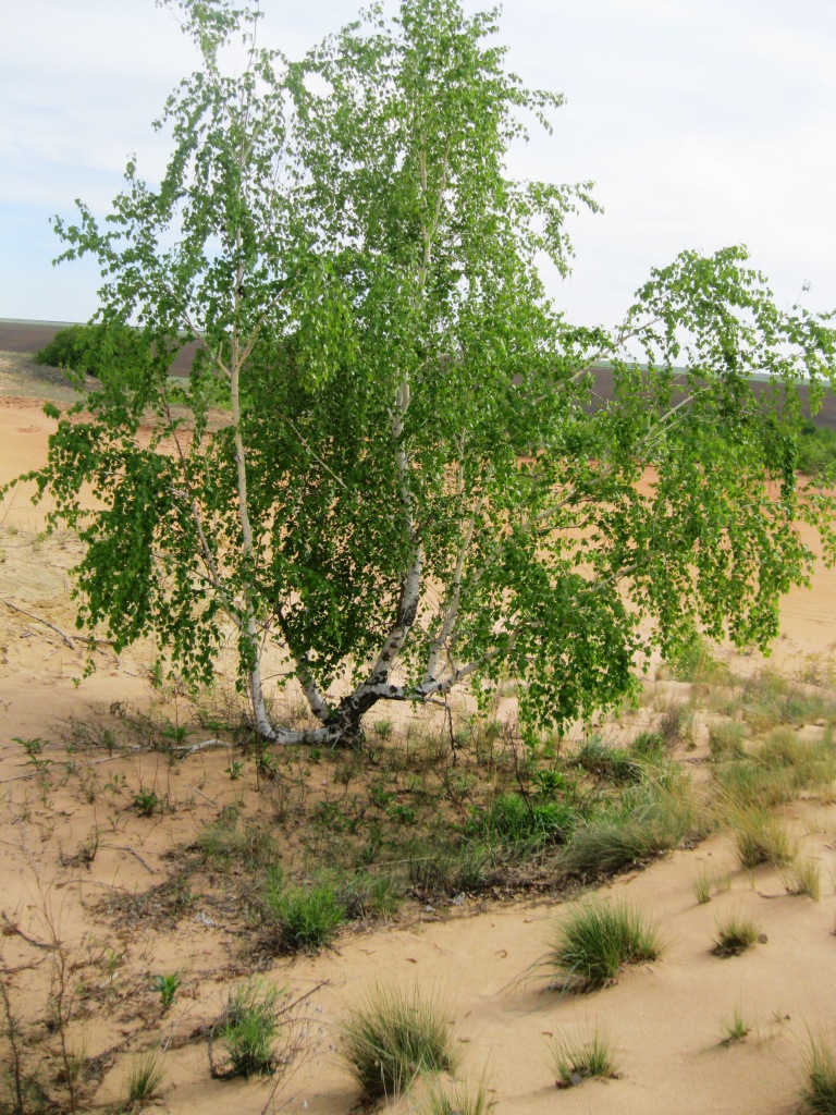 Image of Betula borysthenica specimen.