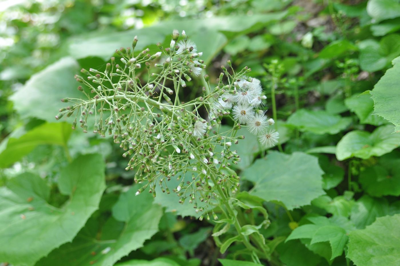 Image of Petasites albus specimen.