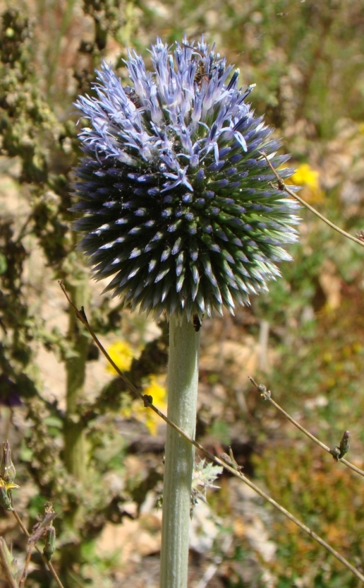 Image of genus Echinops specimen.