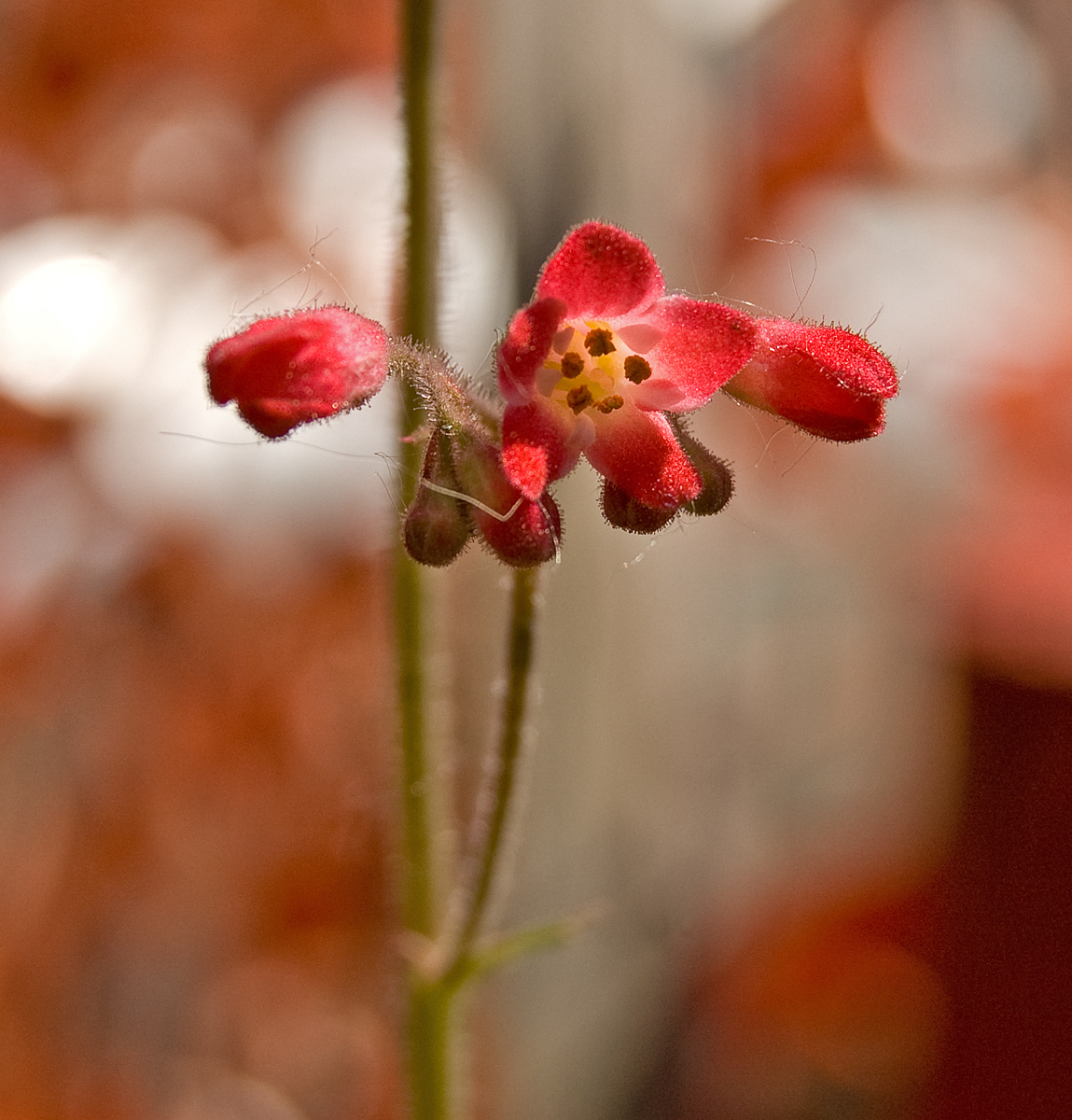 Изображение особи Heuchera sanguinea.