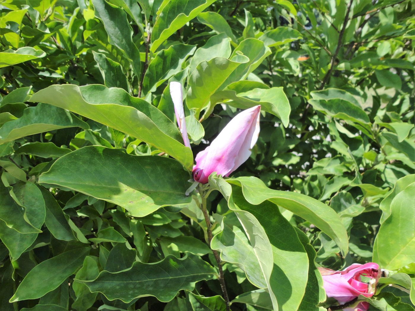 Image of genus Magnolia specimen.