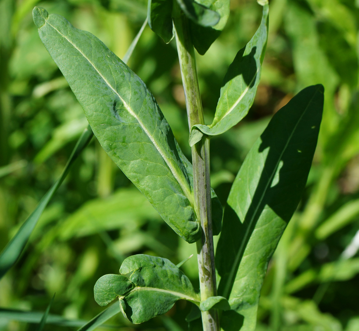 Image of Isatis costata specimen.