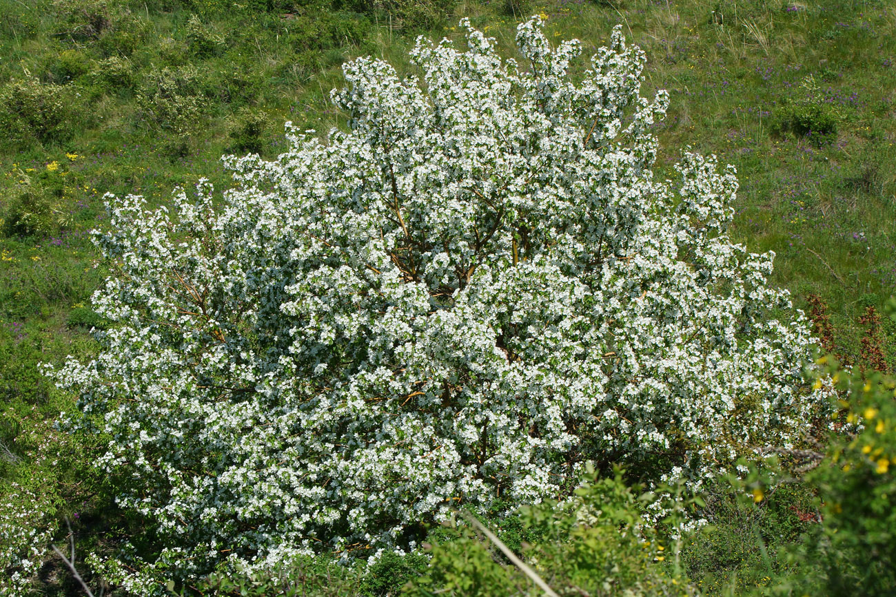 Image of genus Malus specimen.