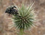 Echinops spinosissimus