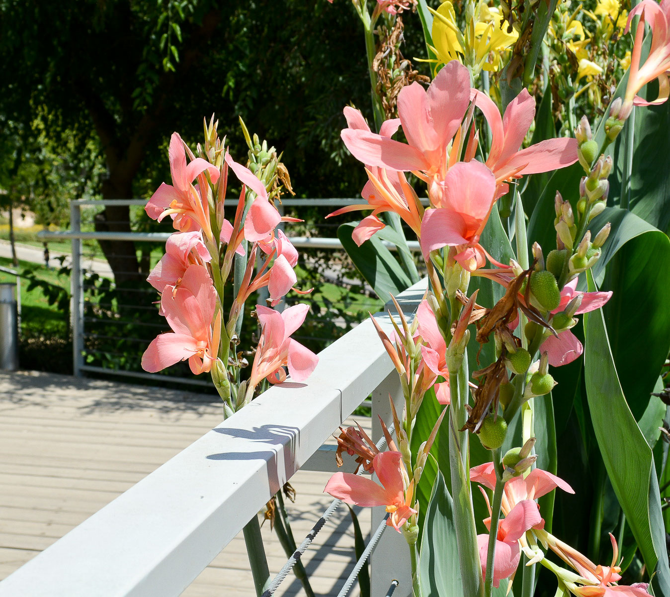 Image of Canna flaccida specimen.