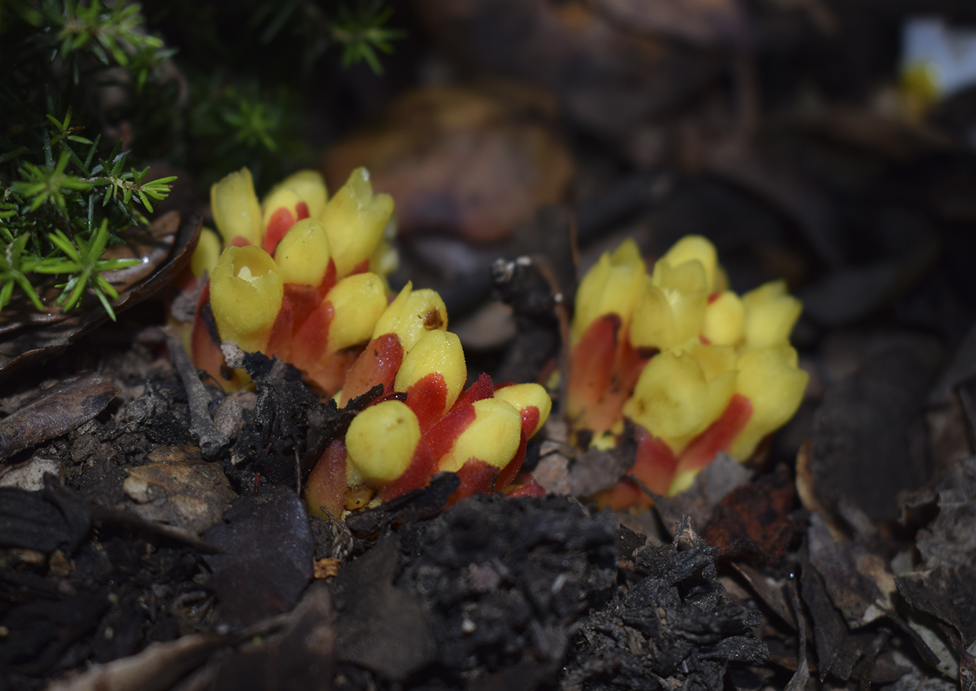 Изображение особи Cytinus hypocistis.