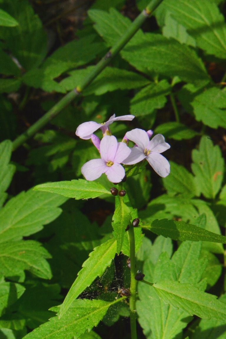 Изображение особи Cardamine bulbifera.