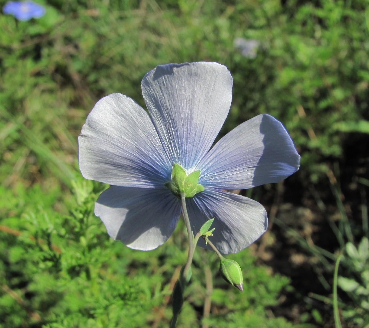 Изображение особи Linum nervosum.