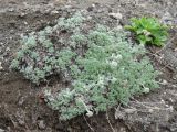 Artemisia glomerata. Рыхлокустовая куртина растений с побегами в стадии бутонизации. Камчатский край, Елизовский район, природный парк \"Вулканы Камчатки\", Авачинский перевал, 900 м н.у.м., шлаковое поле. 04.07.2010.