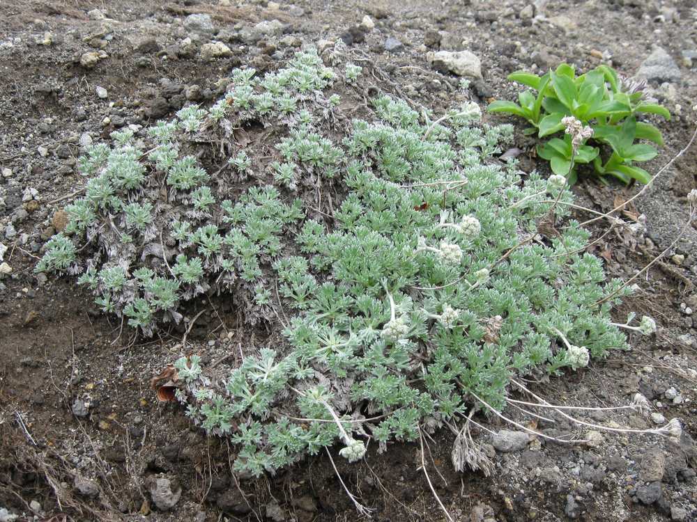 Image of Artemisia glomerata specimen.