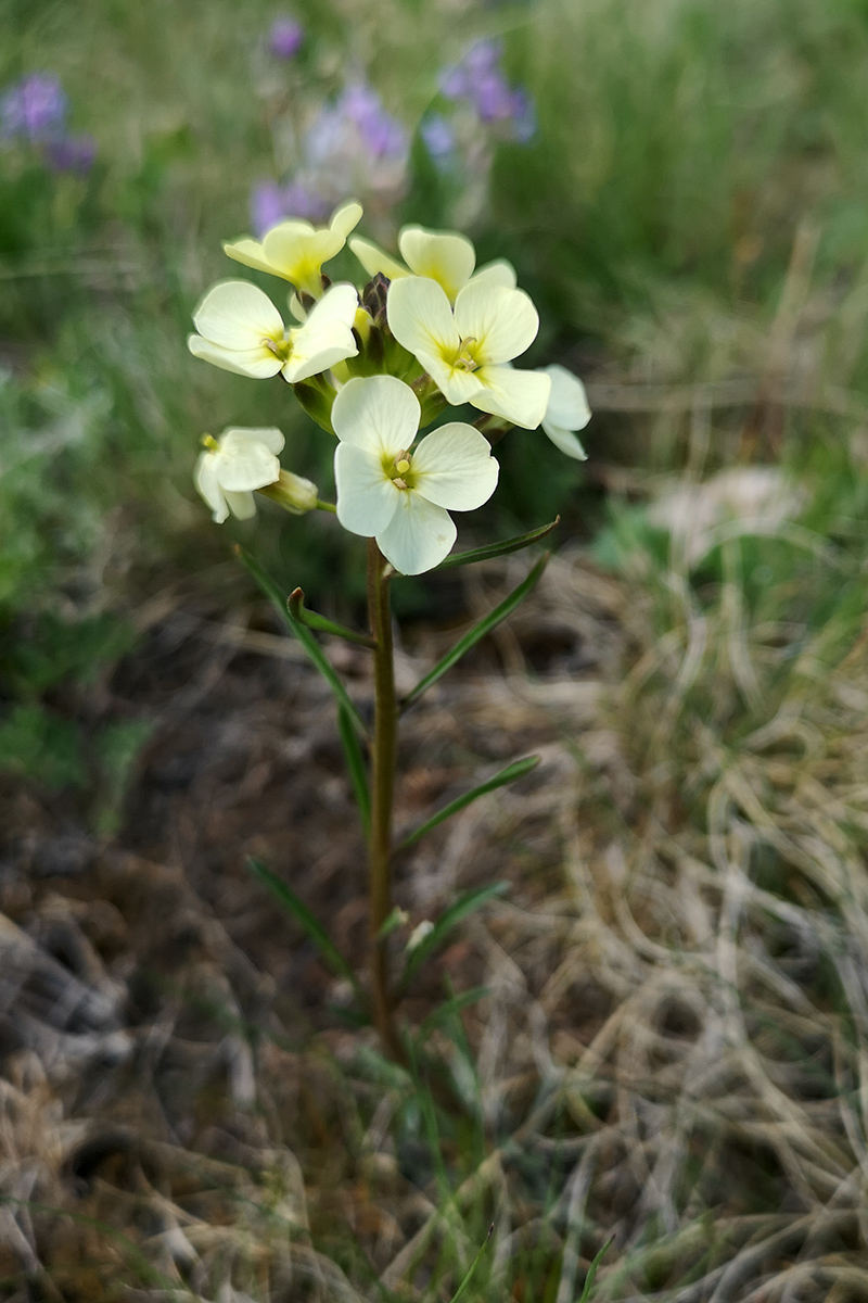 Image of Erysimum flavum specimen.