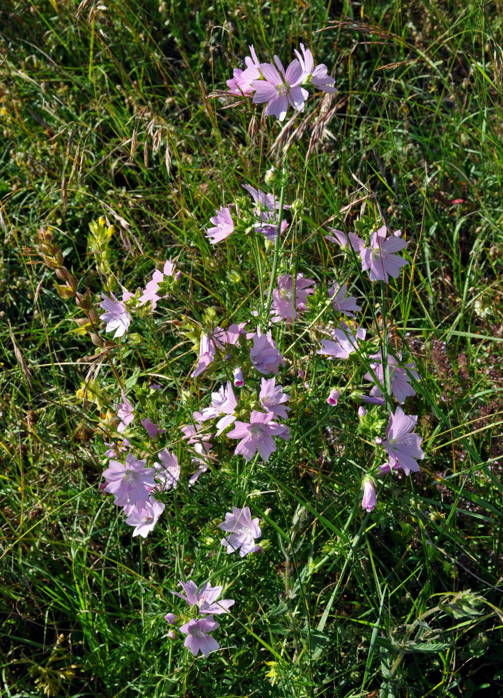 Image of Malva moschata specimen.