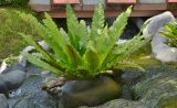 Смотреть изображение Asplenium nidus