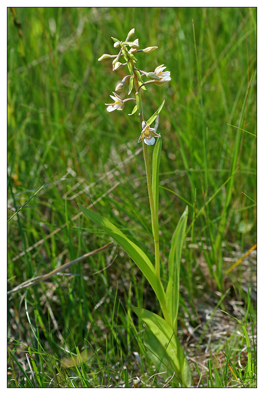 Image of Epipactis palustris specimen.