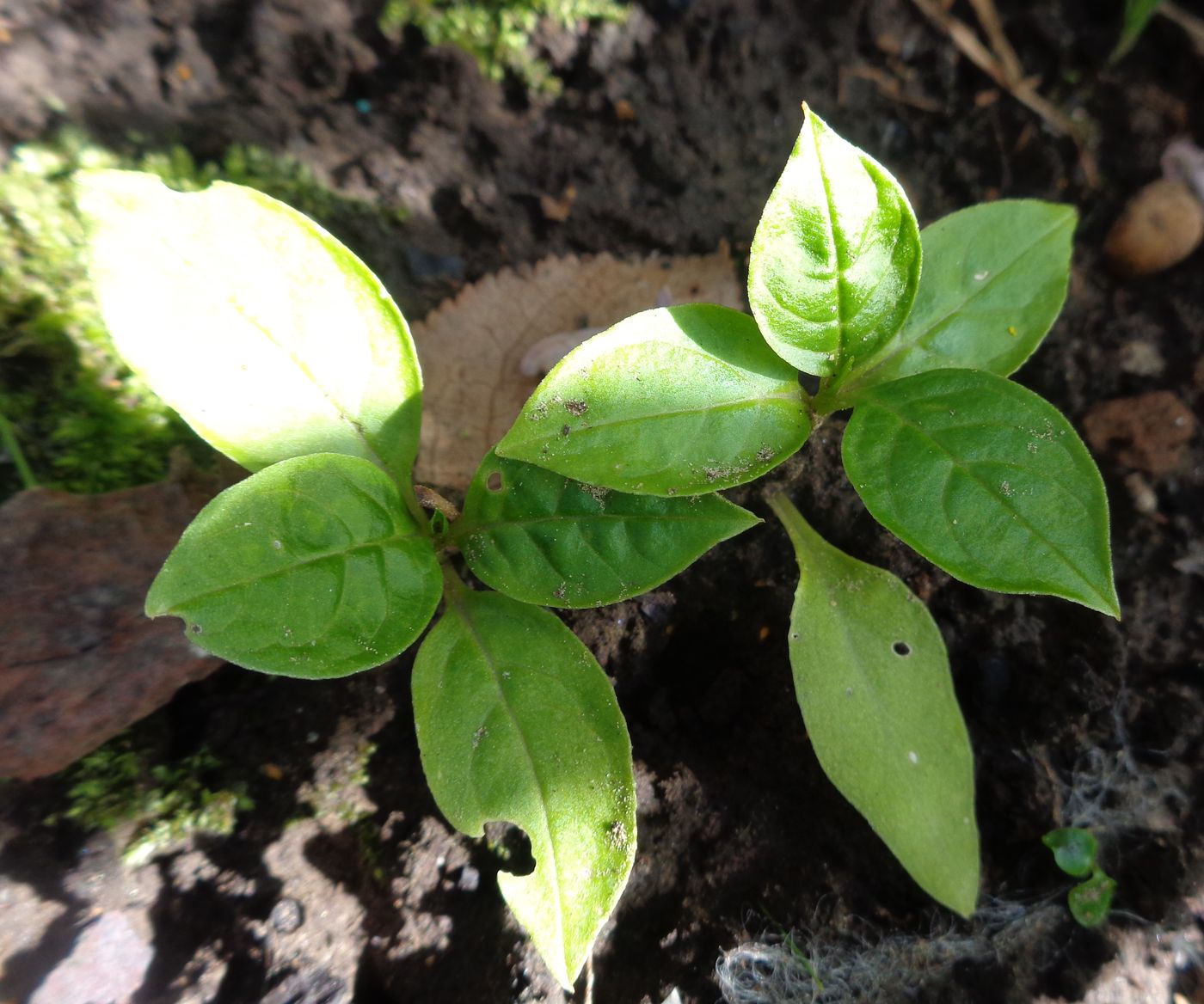 Изображение особи Phytolacca acinosa.