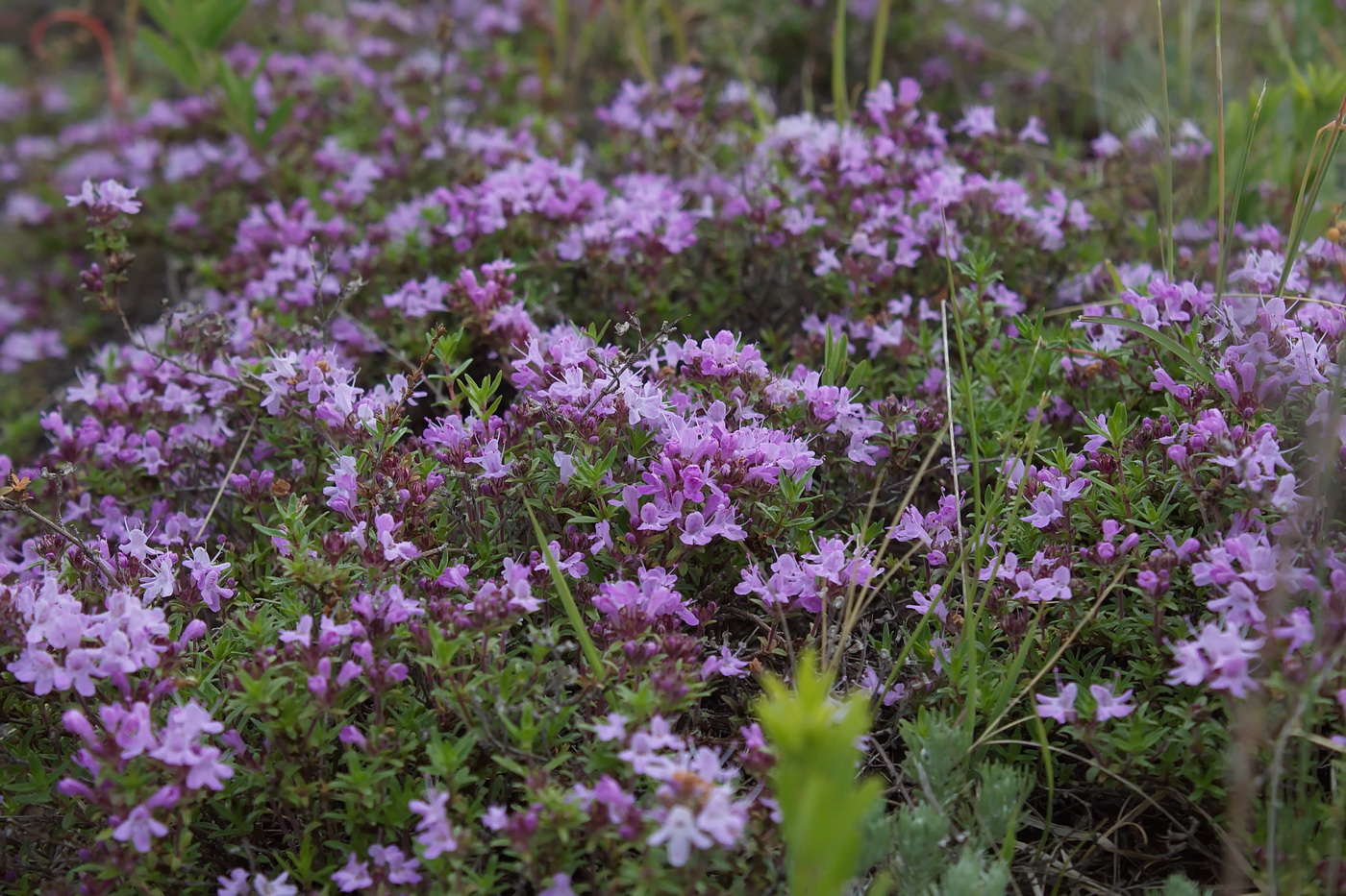 Image of genus Thymus specimen.