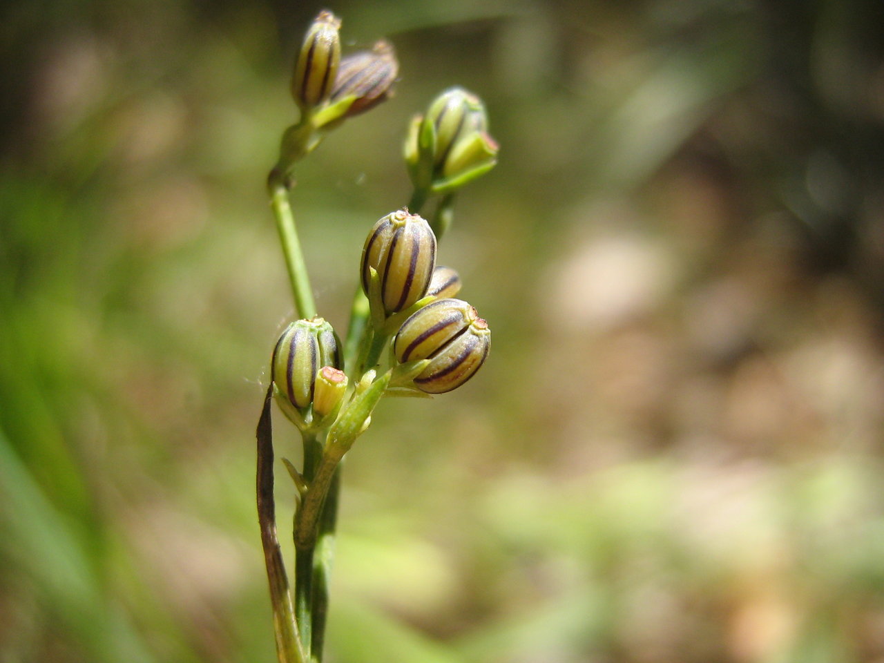 Image of Bupleurum boissieri specimen.