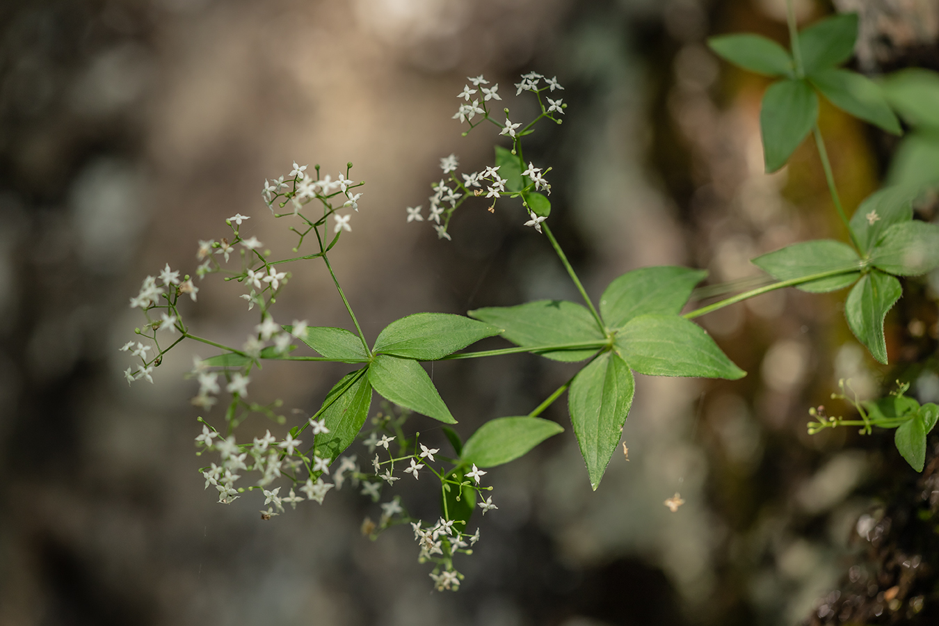 Изображение особи Galium valantioides.