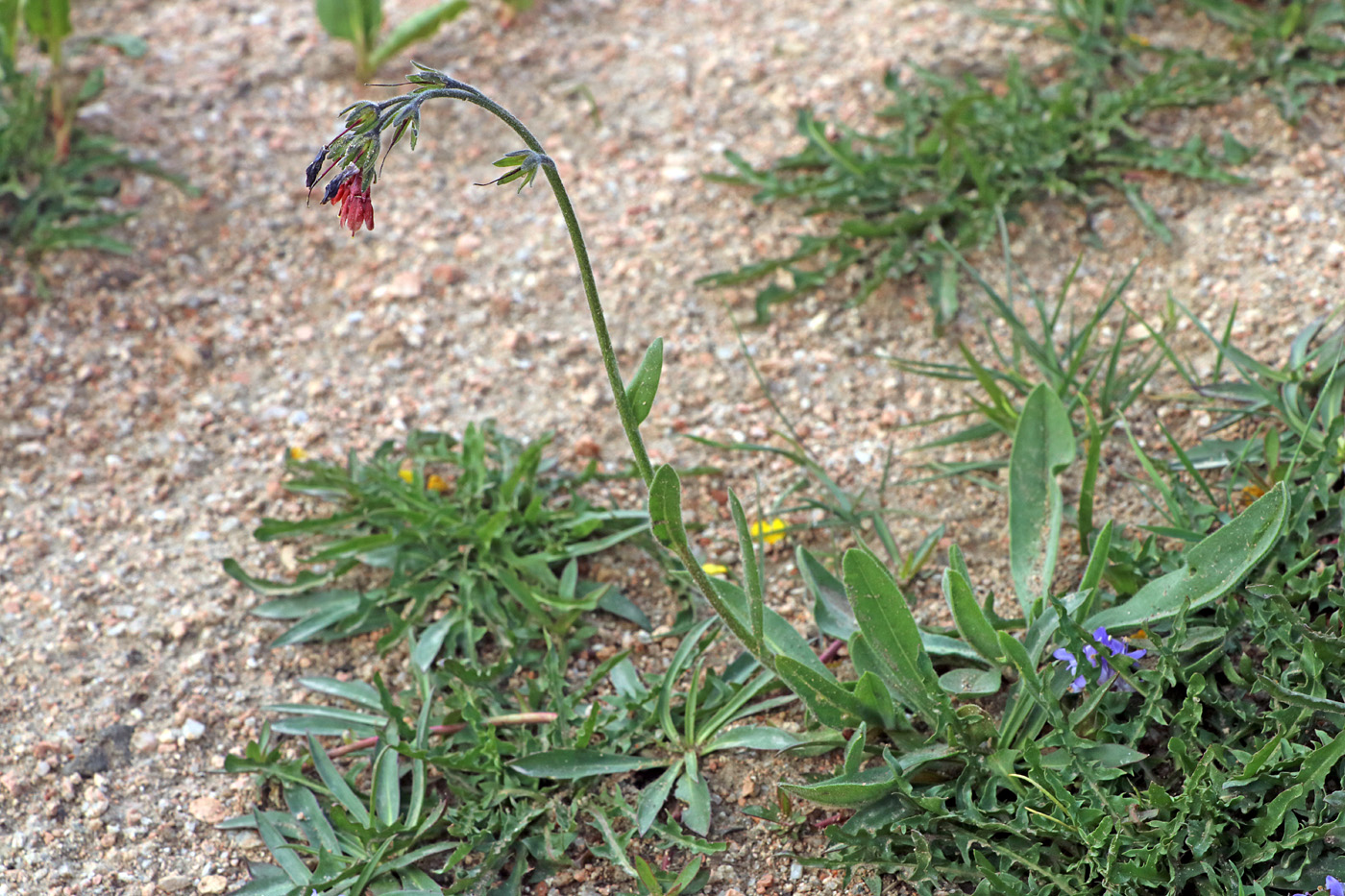 Image of Lindelofia tschimganica specimen.