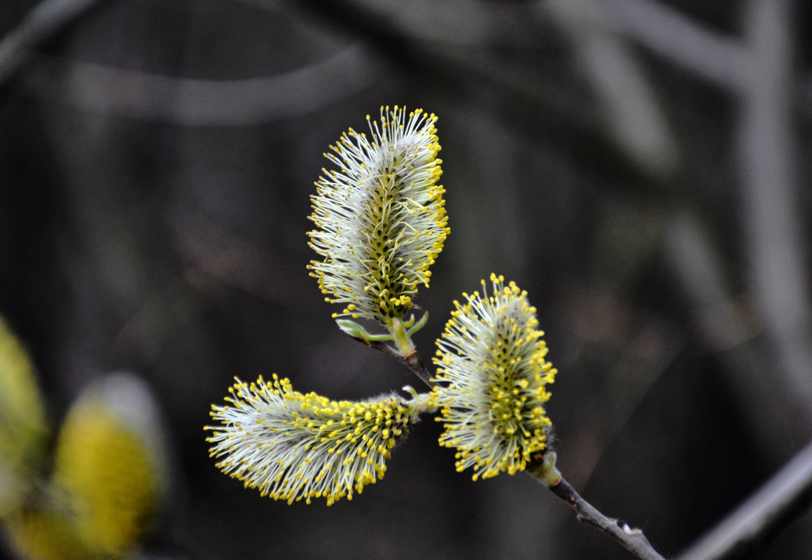 Изображение особи Salix caprea.