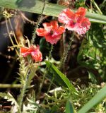 Papaver rhoeas