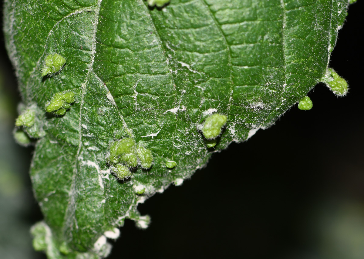 Image of Acalypha peruviana specimen.