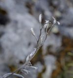 Onosma simplicissima. Верхушка плодоносящего побега прошлого года. Пермский край, Лысьвенский р-н, долина р. Чусовая, камень Дужной, крутой склон. 02.05.2021.