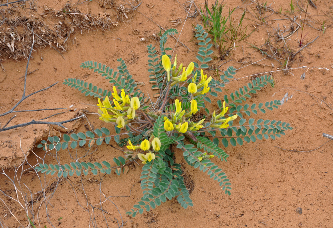 Image of Astragalus longipetalus specimen.