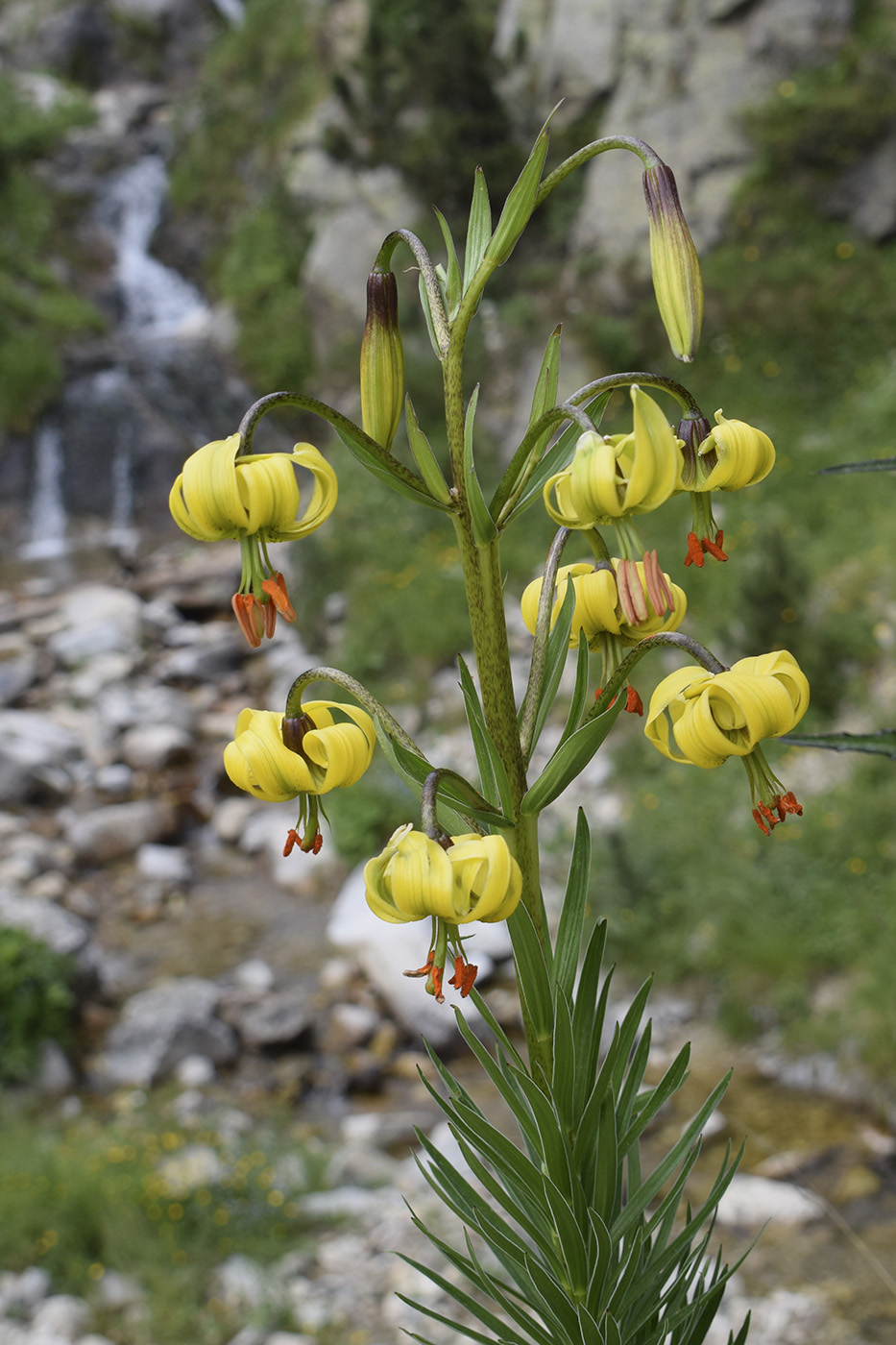 Image of Lilium pyrenaicum specimen.