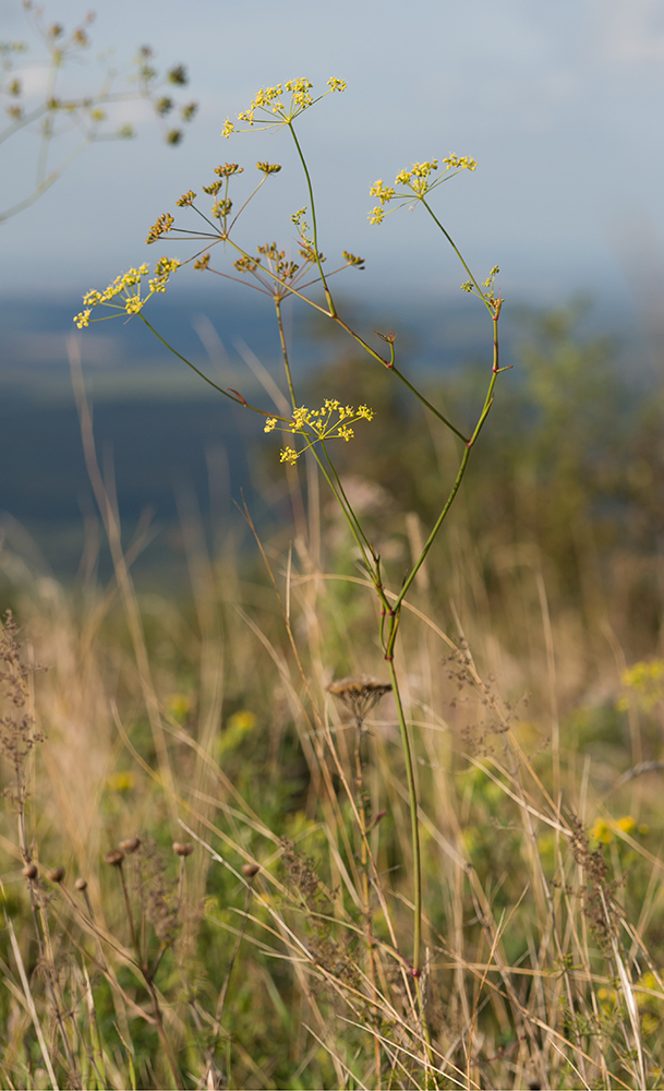 Image of genus Peucedanum specimen.