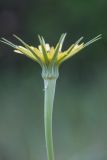 Tragopogon dubius. Верхушка побега с соцветием. Ростовская обл., Каменский р-н, окр. станицы Калитвенская, опушка сосновой посадки на песчаном массиве. 23.05.2021.