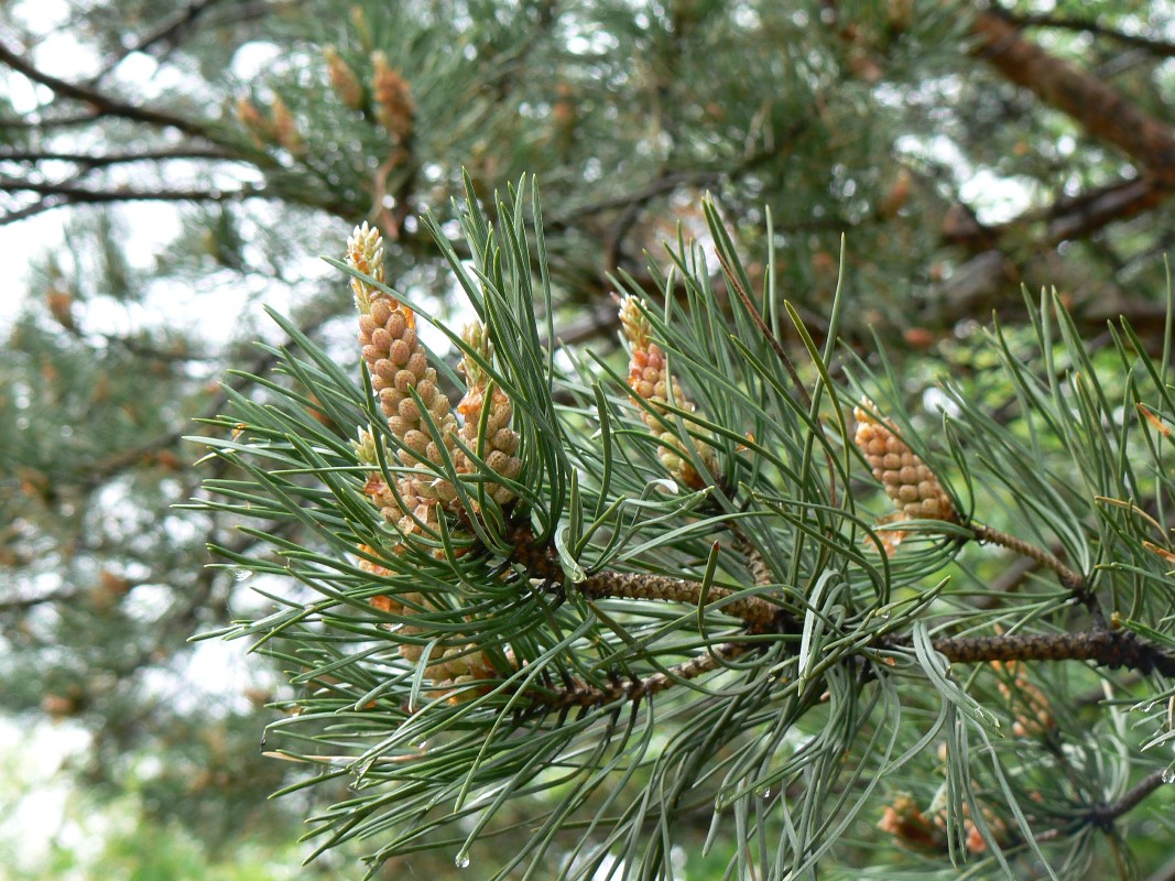 Изображение особи Pinus densiflora.