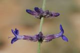Perovskia scrophulariifolia. Часть соцветия. Узбекистан, Ферганская обл., горы Кампиркок, пестроцветы, дно ущелья. 19.05.2021.
