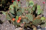 Opuntia aciculata. Цветущее растение. Израиль, Шарон, г. Тель-Авив, ботанический сад \"Сад кактусов\". 03.05.2021.